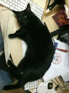 kitten on desk